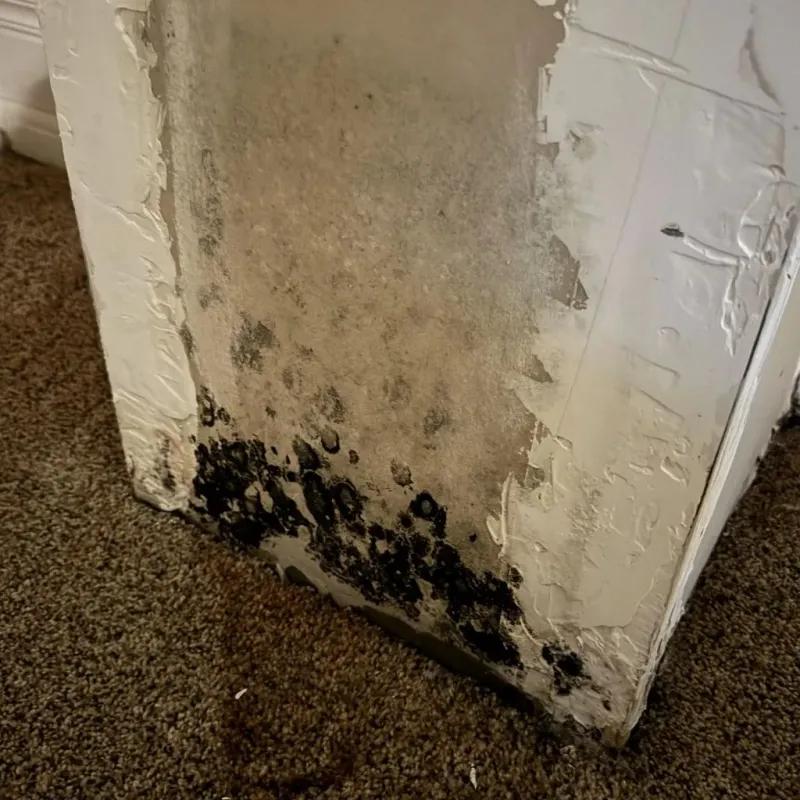 Professional Mold Removal in Carey, OH